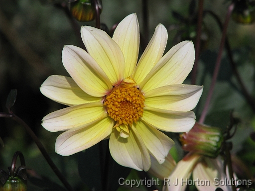 Dahlia S Yellow